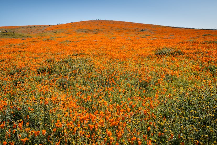 Poppy bloom in California