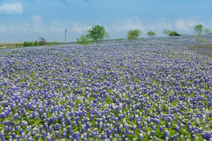 bluebonnets in texas hill country