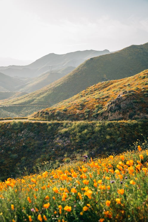 Poppies with view of hills at Walker Canyon, in Lake Elsinore, California
