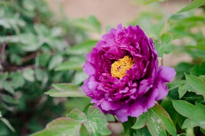 Peony (scientific name: Paeonia suffruticosa andr.) It is a plant of Paeoniaceae and Paeonia. Peony ...