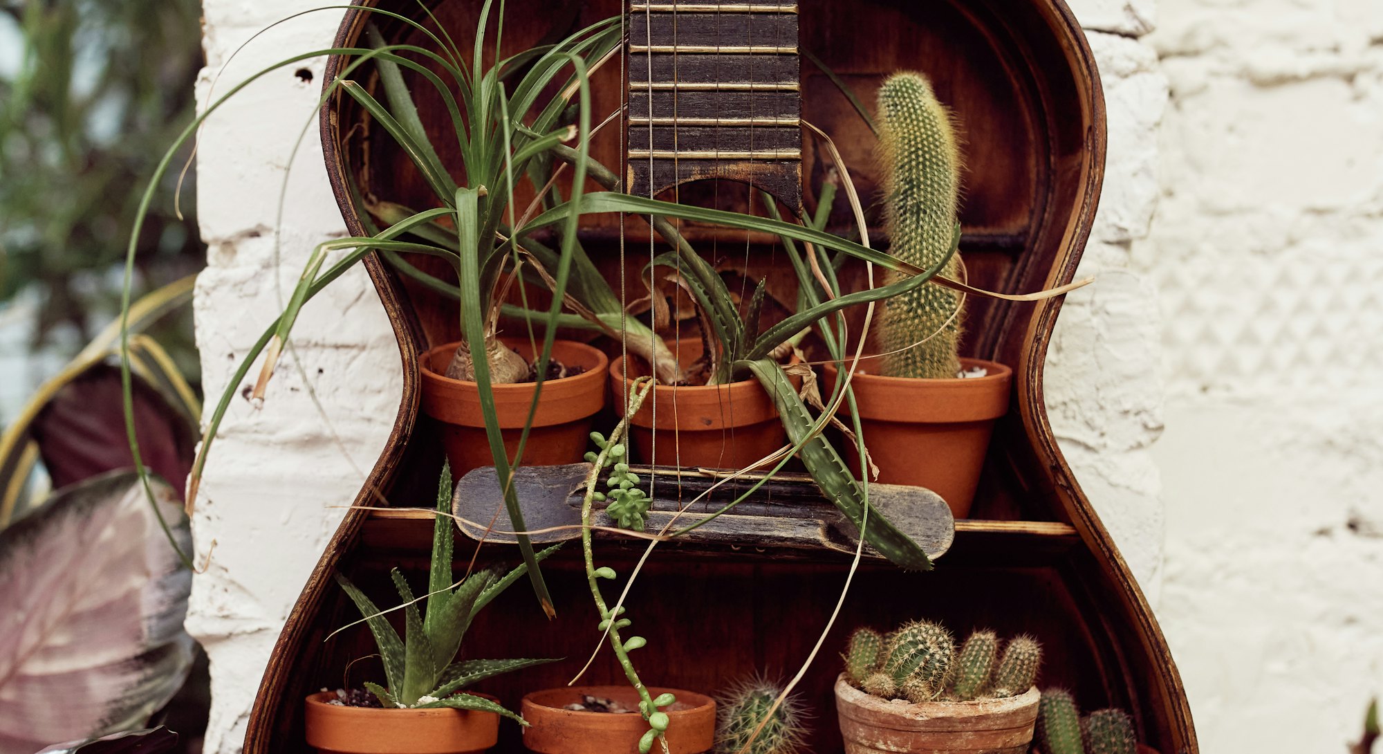 Various green plants in ceramic flowerpots placed on wooden shelf in shape of guitar in room