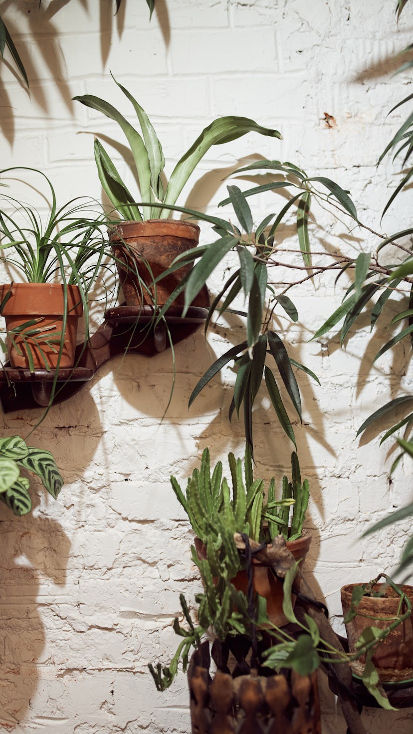 Assorted plants with green leaves in ceramic flowerpots placed on shelves near white brick wall in f...