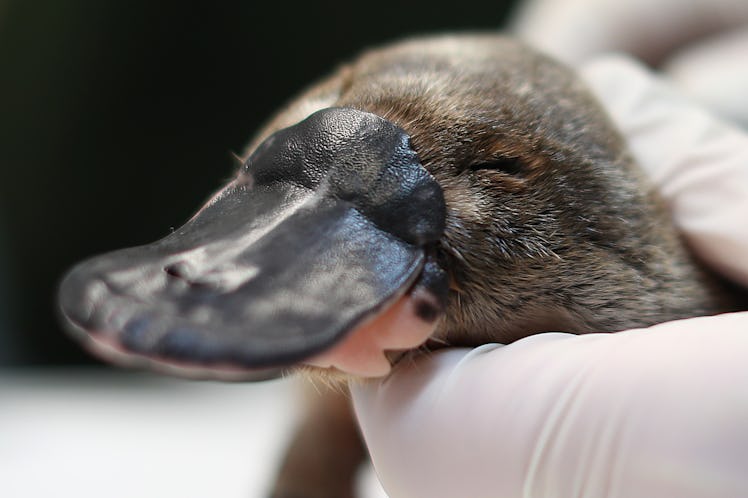 SYDNEY, AUSTRALIA - JUNE 09: A platypus receives a health check at Taronga Zoo on June 09, 2021 in S...