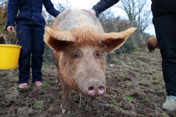 two young farmers leading a large Tamworth pig in a muddy field