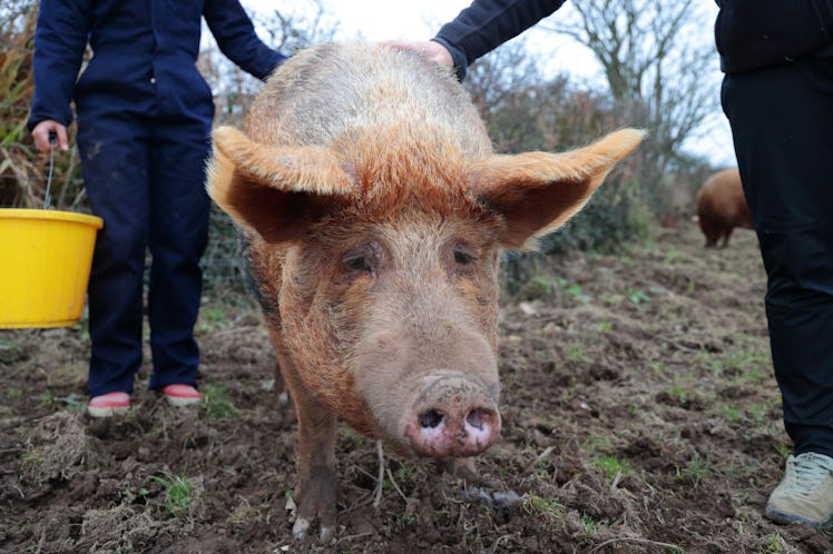 two young farmers leading a large Tamworth pig in a muddy field