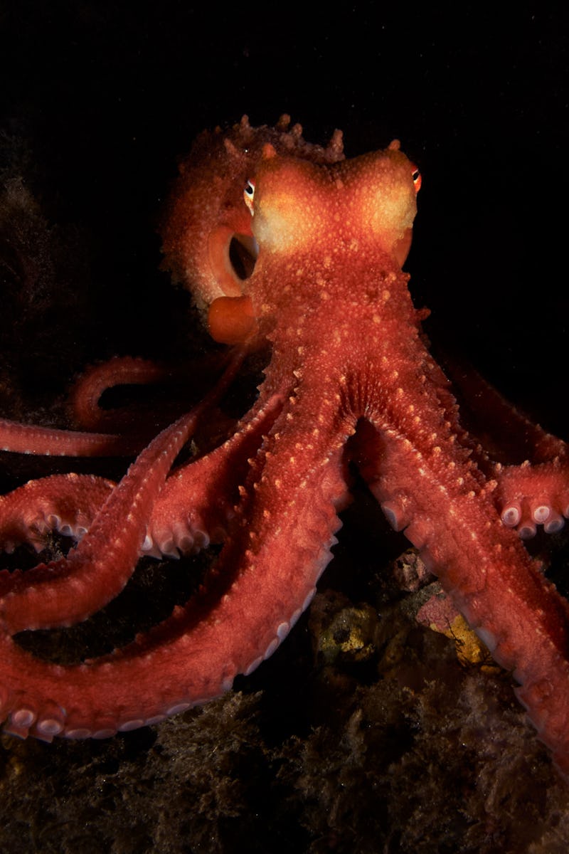 White-spotted octopus (octopus macropus) in the Mediterranea sea