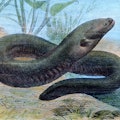 electric eel, (Electrophorus electricus). (Photo by: Carl Simon/United Archives/Universal Images Gro...