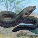 electric eel, (Electrophorus electricus). (Photo by: Carl Simon/United Archives/Universal Images Gro...