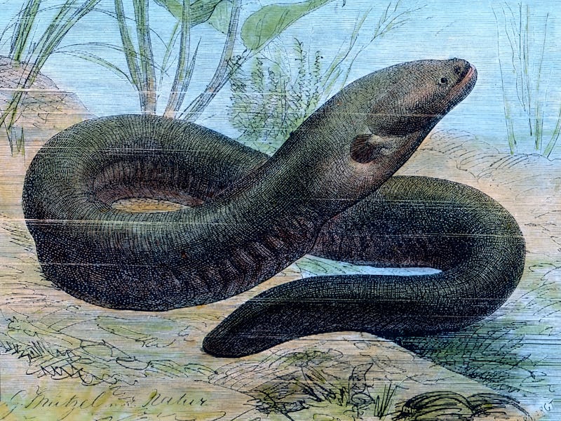 electric eel, (Electrophorus electricus). (Photo by: Carl Simon/United Archives/Universal Images Gro...