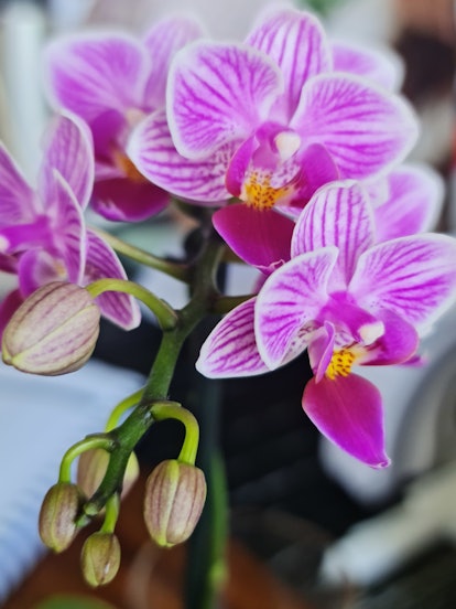 Orchid, the plant for Libra