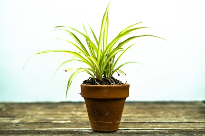 Spider Plant, the plant for Cancer