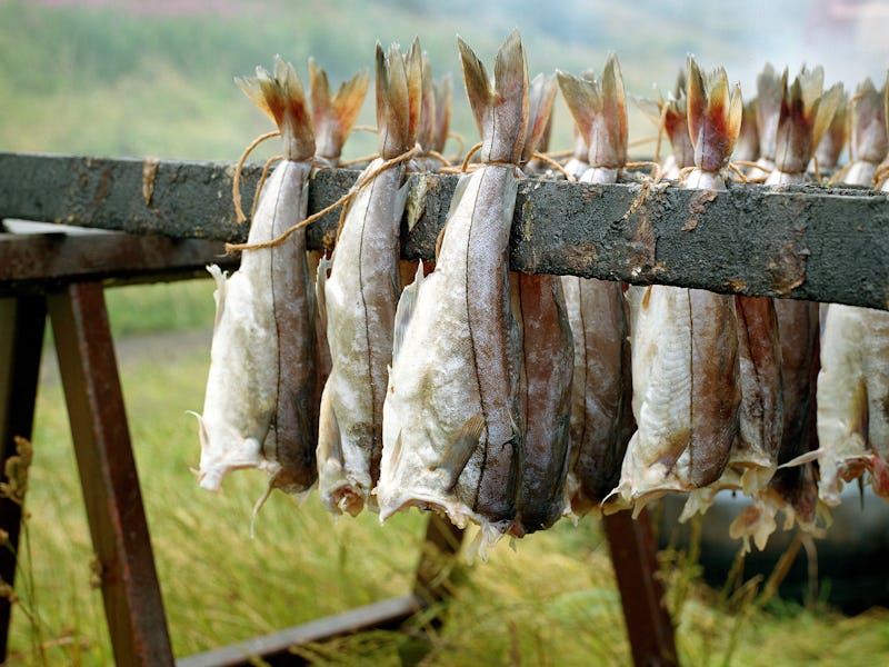 Haddock hung on sticks before being smoked to make Arbroath smokies on Auchmithie beach near Arbroat...