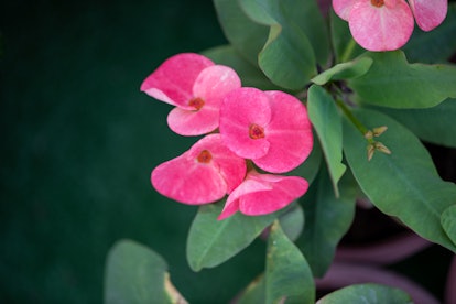 Crown of Thorns, the plant for Sagittarius