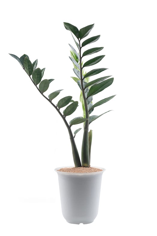 Zamioculcas Zamiifolia, the plant for Aries