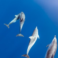 View from a yacht of a pod of common or bottle-nosed dolphins, Delphinus delphis, just below a calm ...