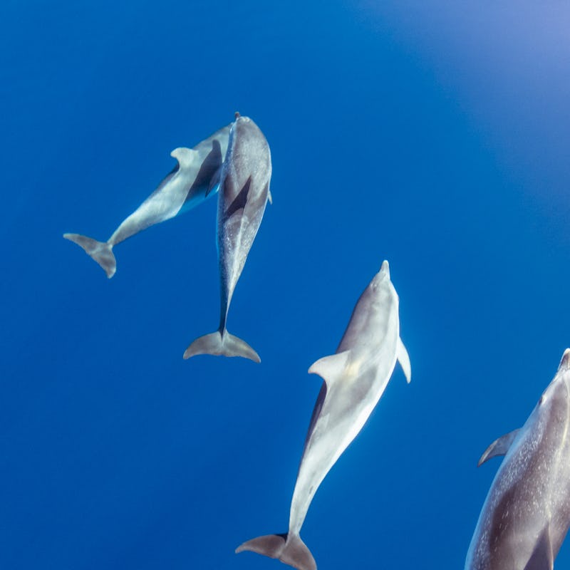 View from a yacht of a pod of common or bottle-nosed dolphins, Delphinus delphis, just below a calm ...