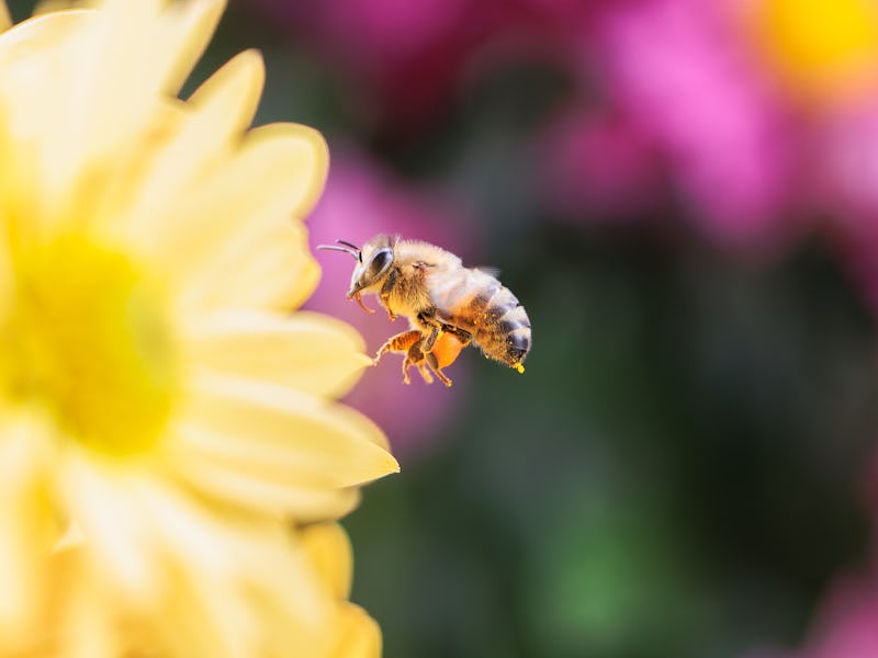 Honeybee in flight collecting pollen from chrysanthemum flowers
