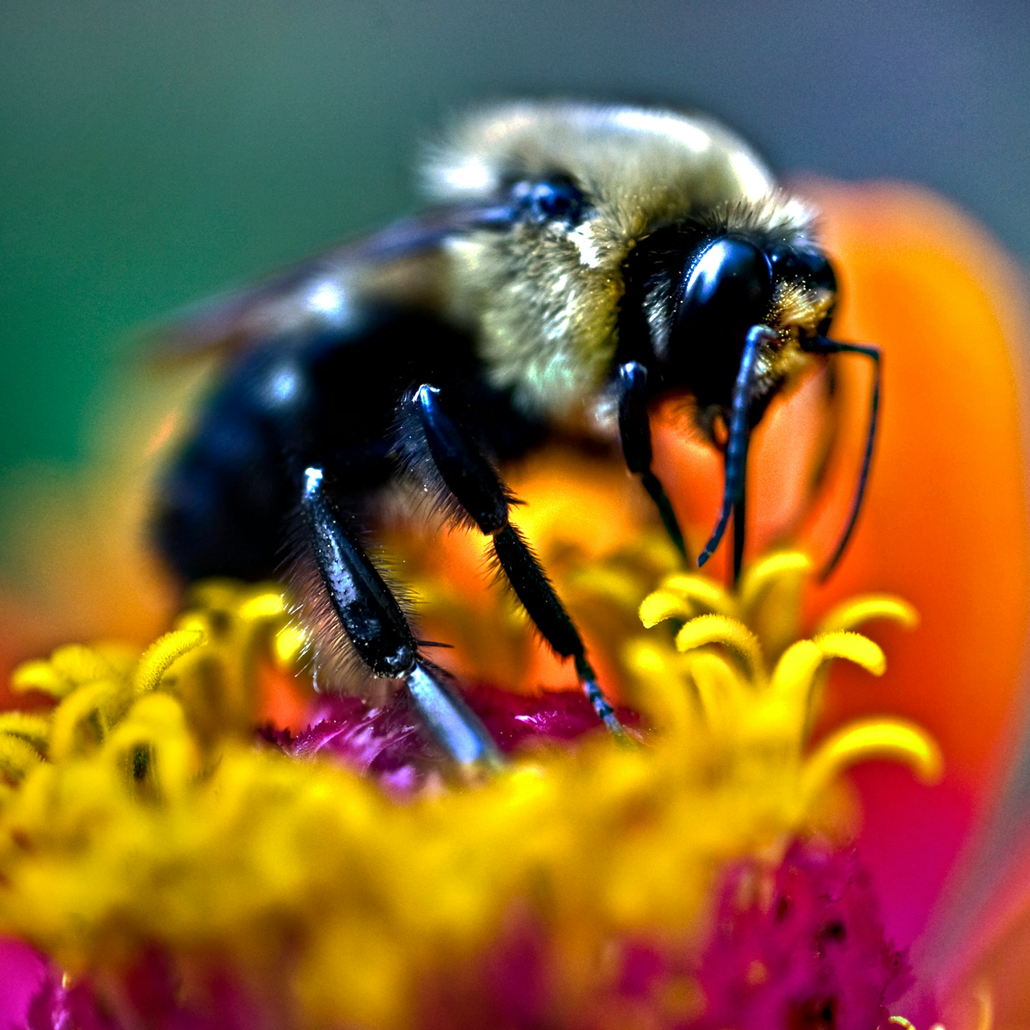 Bees and humans have a shocking skill in common, new study reveals