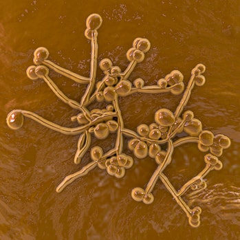 Candida fungus, computer illustration. Candida species include C. albicans, C. auris and other species of...