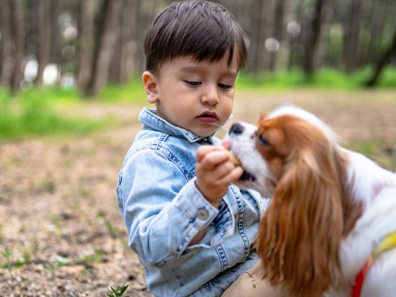 Cute little boy and Cavalier King Charles Spaniel walking in nature