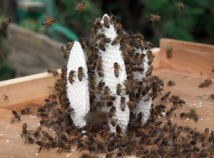 18 May 2022, Berlin: Honey bees of a captured bee swarm started to build honeycombs in a so-called s...