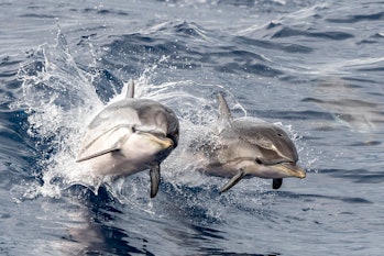 baby happy striped dolphin jumping outside the sea at sunset with mother