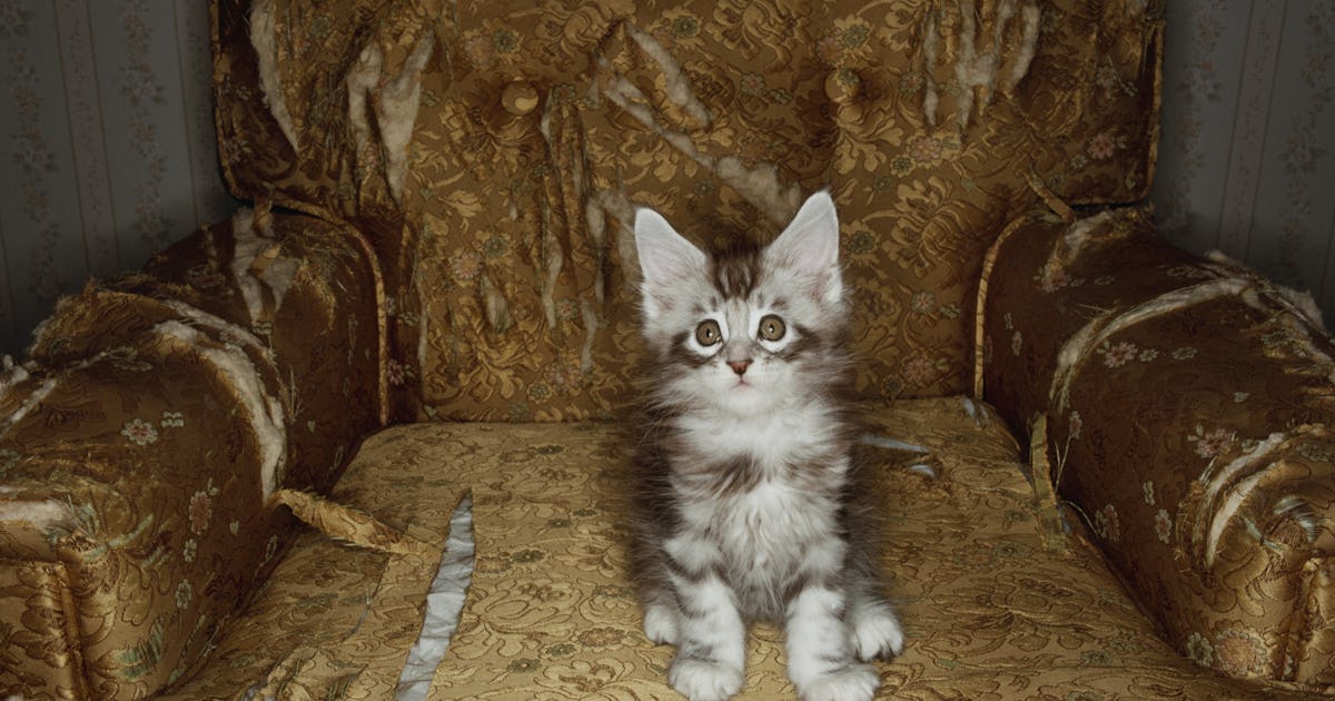 Котоматрицы супер смешные