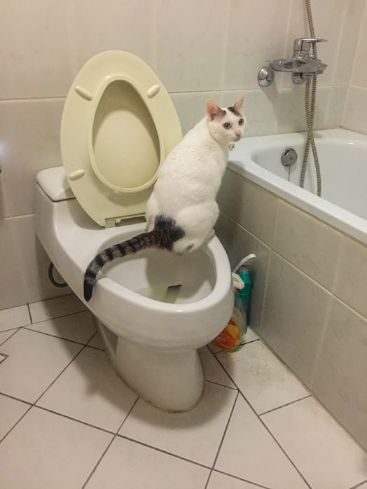 Shot in watching room of a domestic cat peeing in toilet.