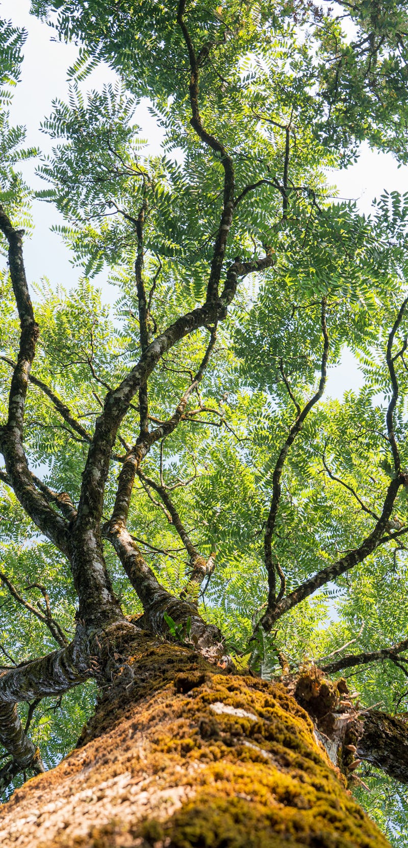 View looking up into lush green branches of large tree and tall Green Tree in Spring.