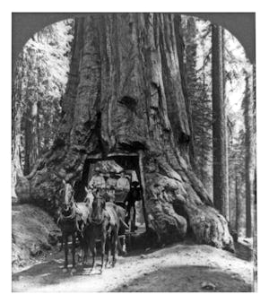 The famous Wawona tunnel tree and stage coach, Upper Mariposa Grove, California 1905. (Photo by: Uni...