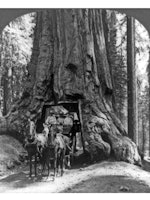 The famous Wawona tunnel tree and stage coach, Upper Mariposa Grove, California 1905. (Photo by: Uni...