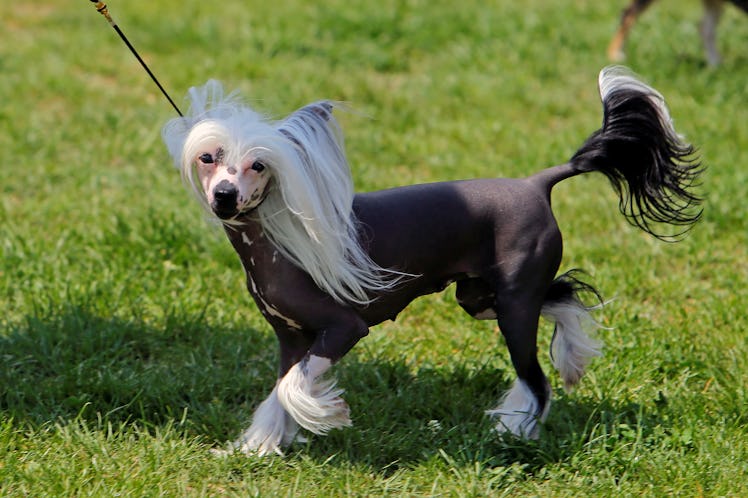 BUCHAREST, ROMANIA - MAY 14: A Chinese Crested dog is seen during an international canine beauty con...