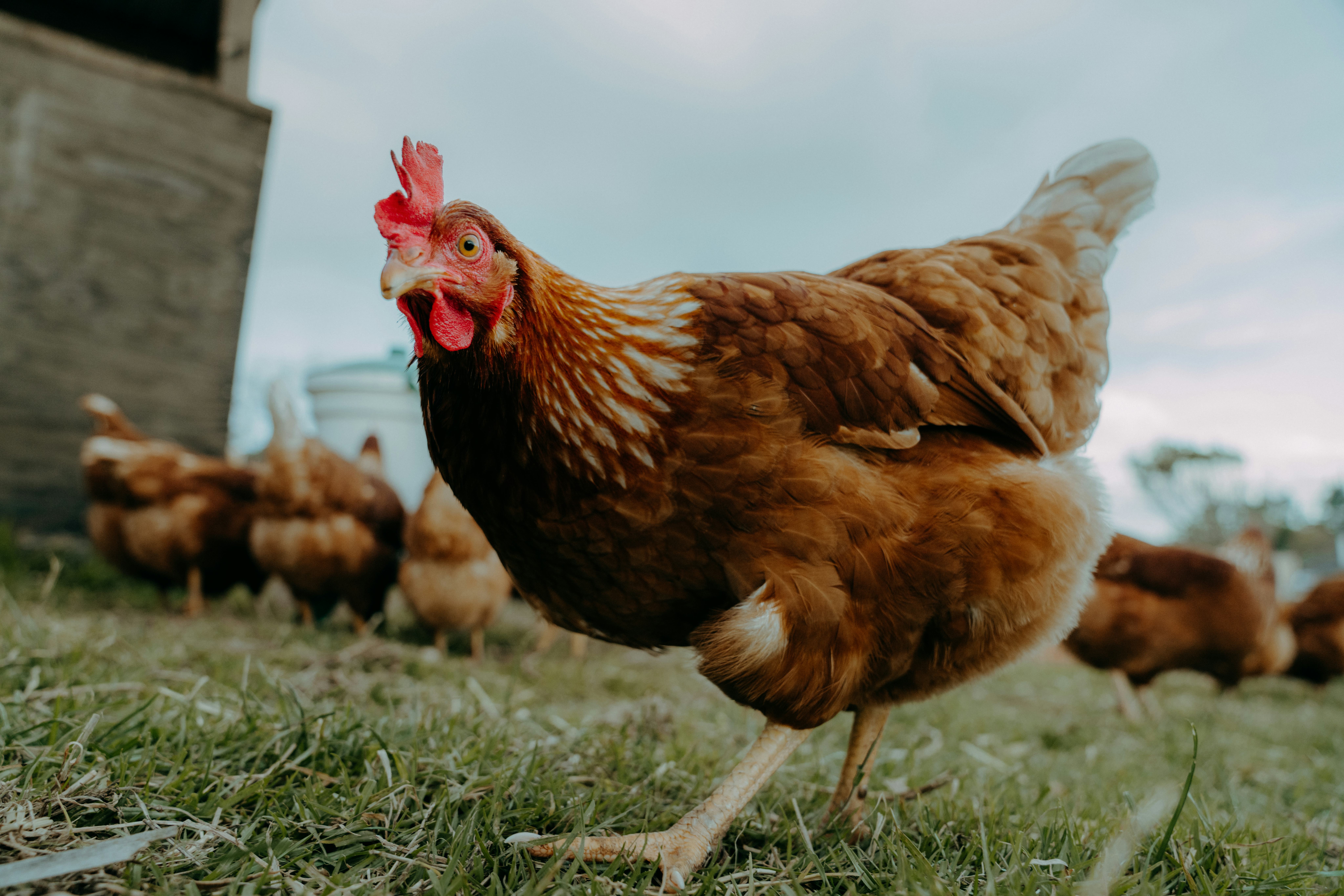 A number of celebrities own and raise chickens. 