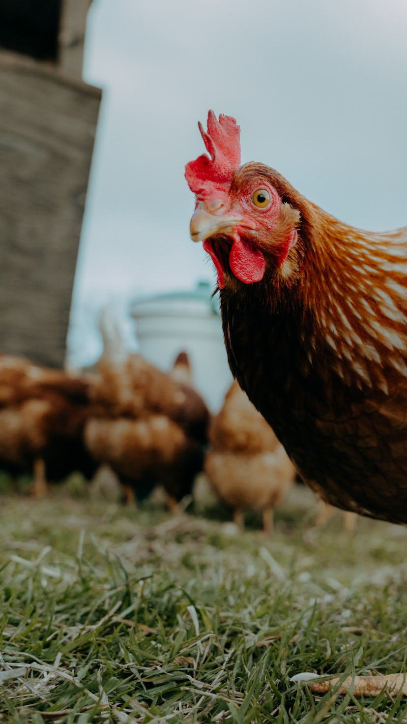 A number of celebrities own and raise chickens.