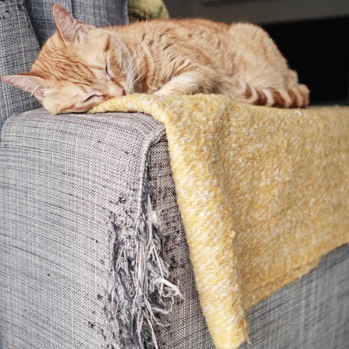 A cat is asleep on a scratched sofa