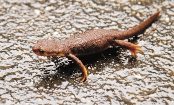 BOULDER CREEK, KALIFORNIJA – SAUSIO 13 d.: 2011 m. sausio 13 d. kelią kirto medžių salamandra...