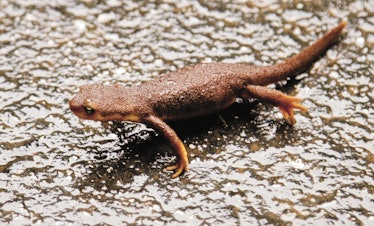 BOULDER CREEK, CALIFORNIA - JANUARY 13: An arboreal salamander crosses the road on January 13, 2011 ...