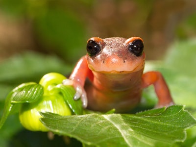 This is a photo of a salamander on a plant appearing to smile at the viewer.