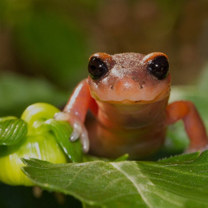This is a photo of a salamander on a plant appearing to smile at the viewer.