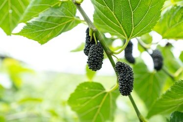 Close-up of ripe fruit on a mulberry tree