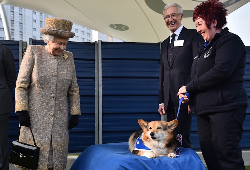 LONDON, ENGLAND - MARCH 17: Britain's Queen Elizabeth II  looks at a Corgi dog as British television...