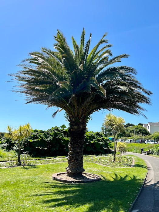 Canary Island Date palm (Phoenix canariensis) - Public Gardens in Falmouth, Cornwall