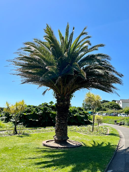 Canary Island Date palm (Phoenix canariensis) - Public Gardens in Falmouth, Cornwall