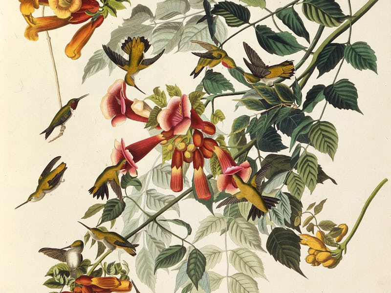 The ruby-throated hummingbird. From "The Birds of America", 1827-1838. Private Collection. Artist Au...