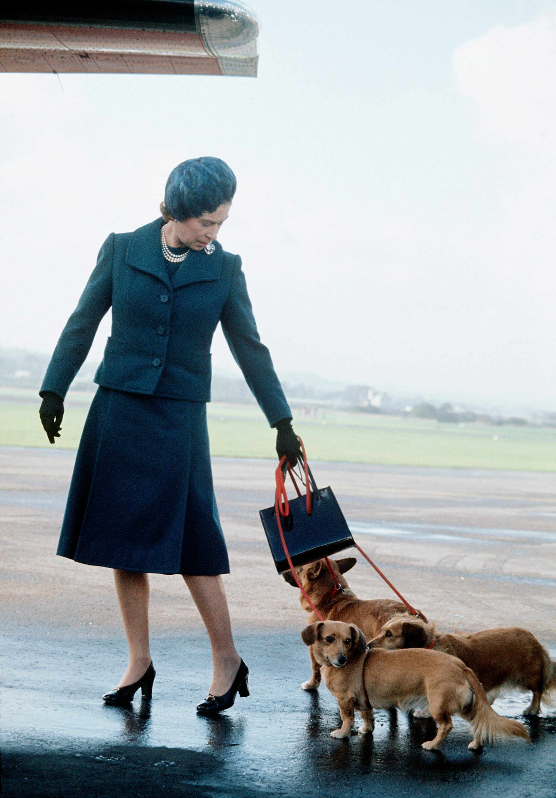 ABERDEEN;SCOTLAND - 1974: Queen Elizabeth ll arrives at Aberdeen Airport with her corgis to start he...