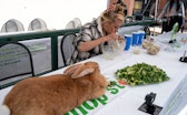 Glendale, CA - February 01:Honey Mega Bunny, a Flemish Giant rabbit just looks at her salad while Ra...
