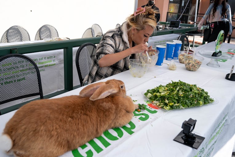 Glendale, CA - February 01:Honey Mega Bunny, a Flemish Giant rabbit just looks at her salad while Ra...