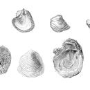 Antique illustration: Fossil oysters
