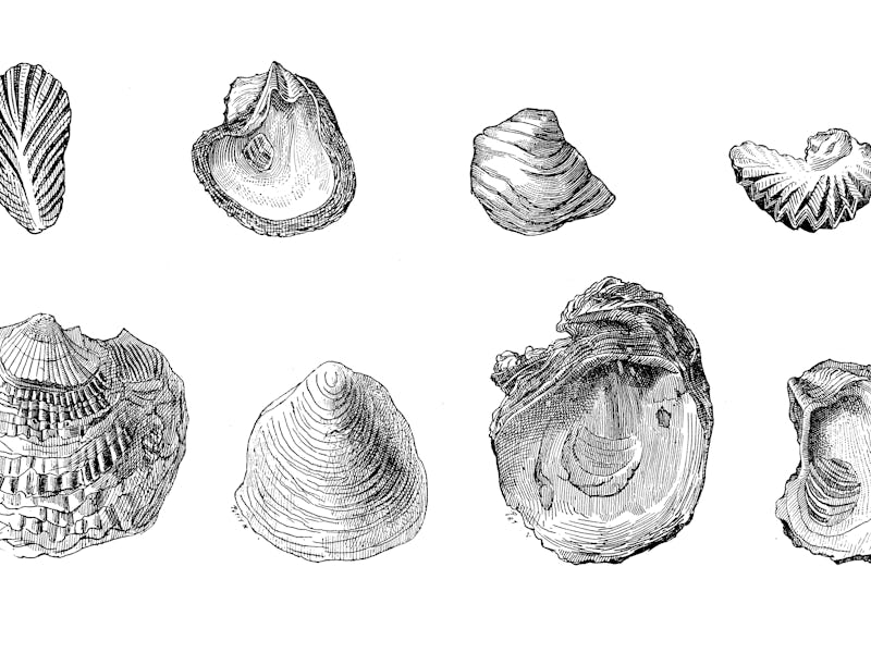 Antique illustration: Fossil oysters