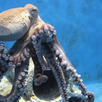 The world’s first octopus farm will be an evolutionary disaster — here’s why